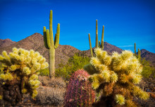 Cactus In A Desert In Southwest United States