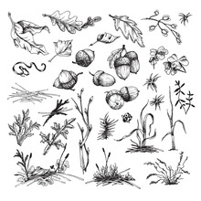 Forest Undergrowth Elements Big Collection: Grass, Moss, Leaves, Acorns, Clover, Fir-needle In Retro Sketch Vector Style. All Elements Isolated.