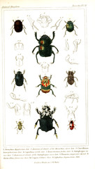 Illustration of insects