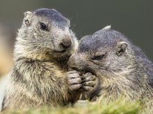 Marmots (Marmota) Eat Together, Young Animals, Grossglockner, Carinthia, Austria, Europe