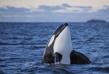 Orca Or Killer Whale (Orcinus Orca), Spyhopping, Kaldfjorden, Norway, Europe