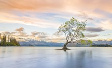 Sunrise, Single Tree Standing In Water, Lake Wanaka, The Wanaka Tree, Roys Bay, Otago, Southland, New Zealand, Oceania