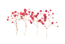 Romantic Pressed Red Flower On White Background.