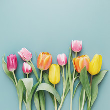 Beautiful Blooming Tulips On Gray