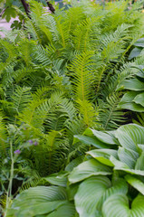 Wall Mural - Green bush of Hosta and fern in summer.