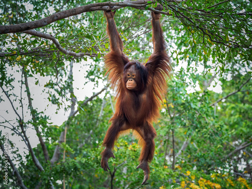 Cuadros en Lienzo The orangutan is playing on the tree.
