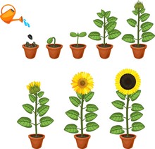 Sunflower Life Cycle. Growth Stages From Seed To Flowering And Fruit-bearing Plant