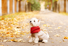West Highland White Terrier  Sitting In The Park On The Autumn Foliage. Gold Nature. Dog In Beige Pullover And Red Scarf