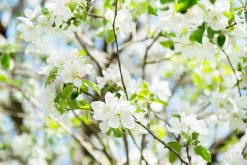 Wall Mural - Apple blossoms. Blooming apple tree branch with large white flowers. Flowering. Spring. Beautiful natural seasonsl background with apple tree's flowers.