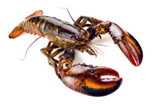 Raw Lobster Isolated