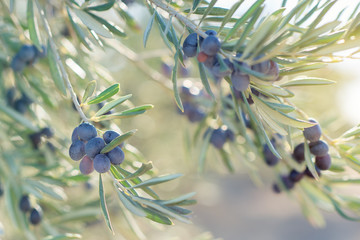 Sticker - Spanish olive grove, branch detail. Raw ripe fresh olives growing in mediterranean garden ready to harvest.