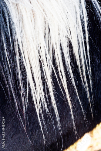 Fotografía crinière de cheval blanche sur pelage noir