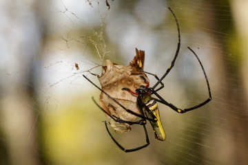 Image of Golden Long-jawed Orb-weaver Spider(Nephila pilipes) eating dead butterflies on the spider web. Insect. Animal