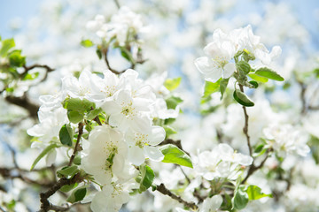 Wall Mural - Apple blossoms. Blooming apple tree branch with large white flowers. Flowering. Spring. Beautiful natural seasonsl background with apple tree's flowers.