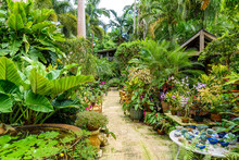 Hunte´s Botanical Garden On The Caribbean Island Of Barbados. It Is A Paradise Destination With A White Sand Beach And Turquoiuse Sea.