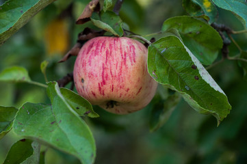 Apple in branch. Summer harvest. Seasonal fruit. juicy red apples