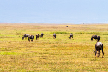 Wall Mural - Blue wildebeests (Connochaetes taurinus), called common wildebeest, white-bearded wildebeest or brindled gnu large antelope in Ngorongoro Conservation Area (NCA) Crater Highlands, Tanzania