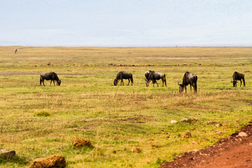 Wall Mural - Blue wildebeests (Connochaetes taurinus), called common wildebeest, white-bearded wildebeest or brindled gnu large antelope in Ngorongoro Conservation Area (NCA) Crater Highlands, Tanzania