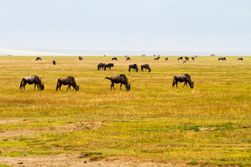 Wall Mural - Blue wildebeests (Connochaetes taurinus), called common wildebeest, white-bearded wildebeest or brindled gnu large antelope in Ngorongoro Conservation Area (NCA) Crater Highlands, Tanzania