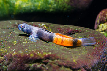 Wall Mural - Red Freshwater Goby (Sicyopus zosterophorus)