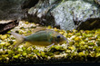 Emerald catfish (Brochis splendens)