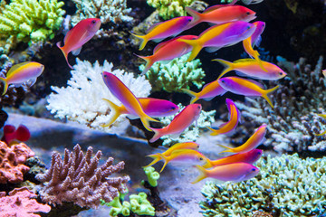 Poster - Schooling of anthais such as carberryi anthias, resplendent anthias, evansi anthias in Short stony polyp reef tank