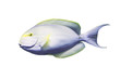Surgeon fish on white isolated background with clipping path