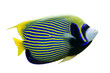 Emperor Angelfish (Pomacanthus imperator) on white isolated background with clipping path