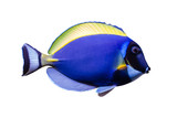 Fototapeta Do akwarium - Marine fish on white isolated background with clipping path. Powder Blue Tang (Acanthurus leucosternon)