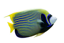 Emperor Angelfish (Pomacanthus Imperator) On White Isolated Background With Clipping Path
