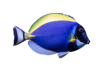 marine fish on white isolated background with clipping path. powder blue tang (acanthurus leucostern