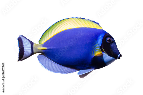 Cuadros en Lienzo Marine fish on white isolated background with clipping path