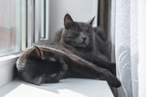 Fototapeta Przestrzenne - Two green-eyed black cats