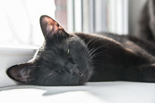 Green-eyed Black Cat Is Sleeping