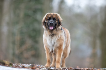 Canvas Print - Leonberger dog