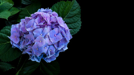 Wall Mural - Blue violet hydrangeas flower with dark green leaves on black background.