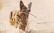 The German Shepherd swims in the water with a stick in his teeth.