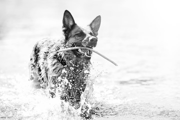  The German Shepherd swims in the water with a stick in his teeth.