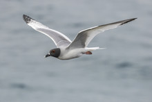 Ecuador, Galapagos National Park. Swallow-tailed Gull In Flight. 