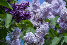 New York. Lilac Flowers In Bloom.