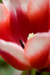 Red & White Tulip