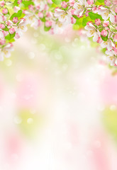 Poster - Spring flowers Apple tree blossoms nature background