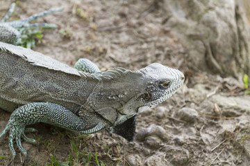 Wall Mural - Iguana in Canaima National Park.