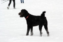 Cockapoo Black Dog In The Snow