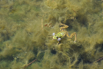 Green frog with bubble swimming in water with algae.