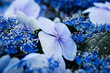 Blue hydrangea 2
