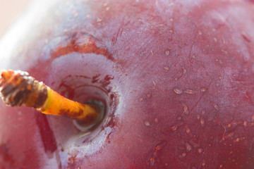 Wall Mural - Plums in close-up