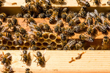 Closeup Of Bees On Honeycomb In Apiary