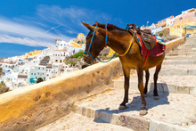 Donkey Taxis In Santorini, Greece