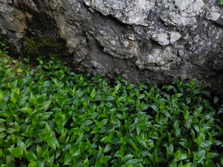 Rock stone on green leaves texture background. Green leaf graung texture and rocky mountain wall background. Green leaves cover texture on natural rock wall background. Green leaves and rock texture